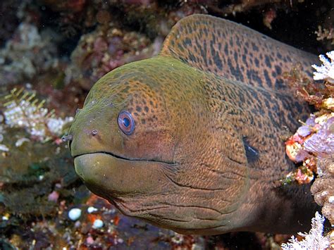 Moray And Wolf Eels Intriguing And Surprising Fish Facts Owlcation
