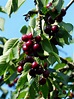 Wild Cherry Tree (Prunus avium) - The Curious Bee Garden Nursery