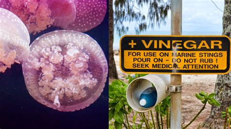 Leading Expert Says Vinegar Makes It Worse When It Comes To Jellyfish