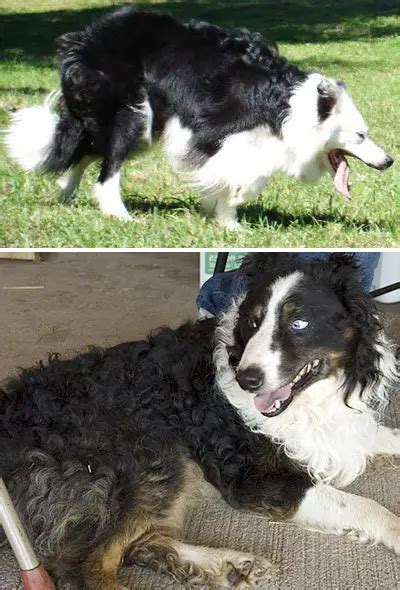 Border Collie Coat Types And Pictures Pettime