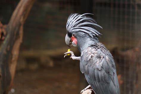 Palm Cockatoo Parrots