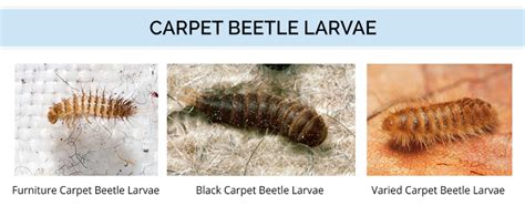 What Do Carpet Beetles Look Like Identify Carpet Beetles