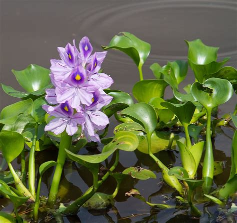 Water Hyacinth Eichhornia Crassipes