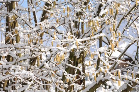 Free Images Tree Branch Snow Cold Winter White Leaf Flower