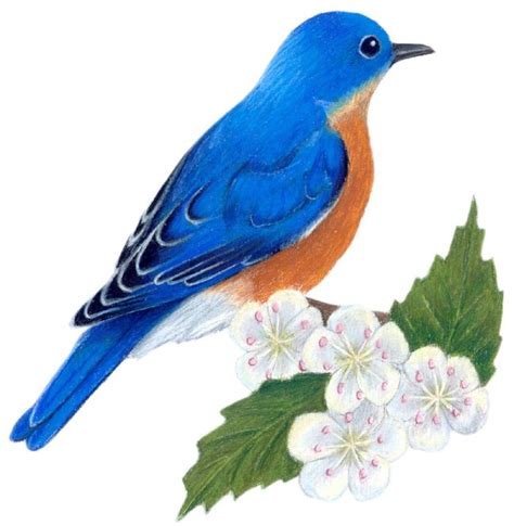 Missouri State Bird And Flower Bluebird Sialia Sialis Hawthorn