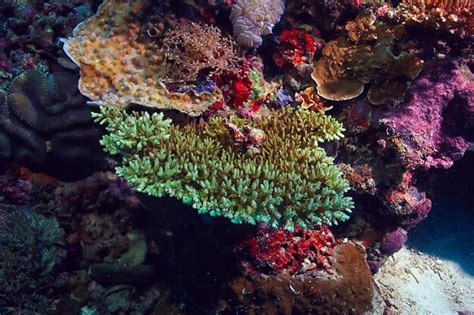 Arrecife De Coral Macro Textura Fondo Abstracto Del Ecosistema