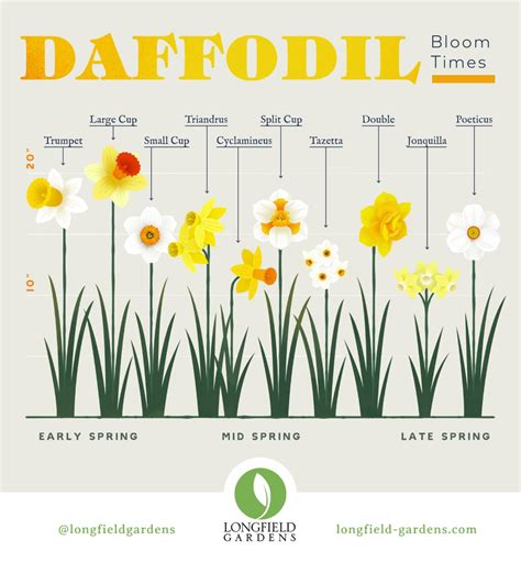 Planning Guide For Daffodils Daffodils Plant Identification Spring