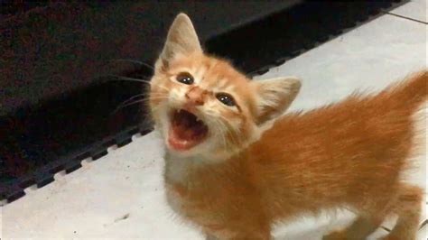 However, the cat may also be telling you that something is wrong with it physically. Ginger Kitten Meowing Loudly And Screaming - YouTube