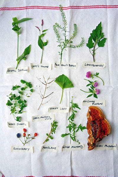 The Joys Of Foraging Edible Wild Free Food For You To Enjoy Edible
