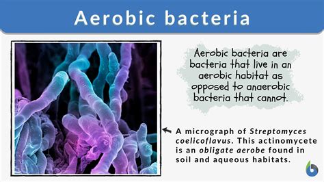 Aerobic Bacteria Definition And Examples Biology Online Dictionary