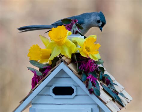 Bird House Bird House Bird Beautiful Birds