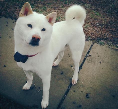 This Is My Cream Shiba Inu Imgur Shiba Inu Dog Cute Dog Pictures