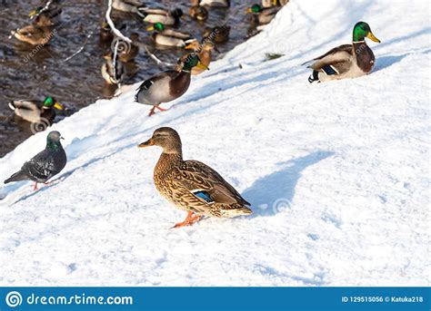 Swimming Ducks In A Frozen Pond During A Snowfall In Winter Wonderful