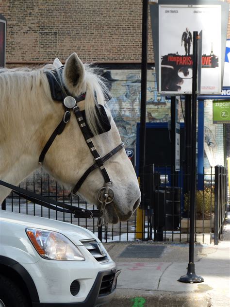 Horse Versus Horseless Carriage One Of Chicagos Fine Carr Flickr