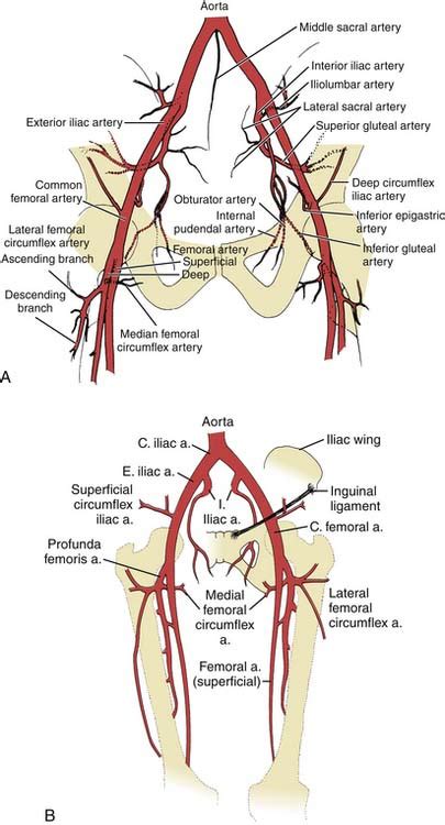 This entry was posted in anatomy by admin. Peripheral Artery Disease and Peripheral Artery Angiography | Thoracic Key