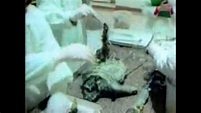 KGB's UFO & Alien Autopsy: Leaked Footage - YouTube