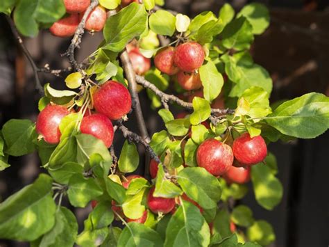 Gutherie Chickasaw Plum Tree — Just Fruits And Exotics
