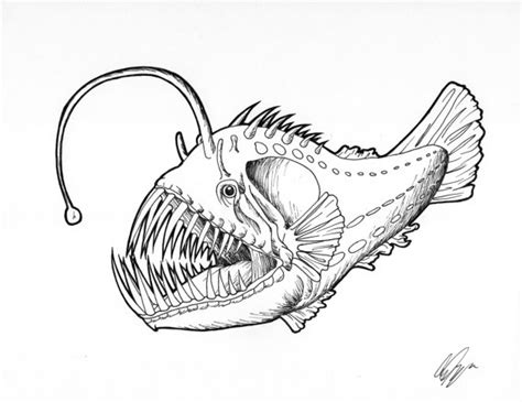 Angler Fish Sketch At Explore Collection Of Angler