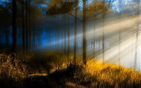 Nature Landscape Sun Rays Forest Path Trees Sunlight Grass Mist