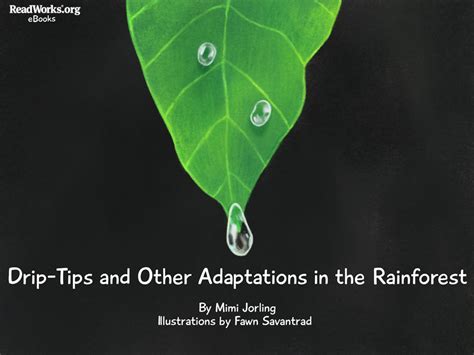 Drip Tips And Other Adaptation Of Plants In Tropical Climate Year 6 Blog