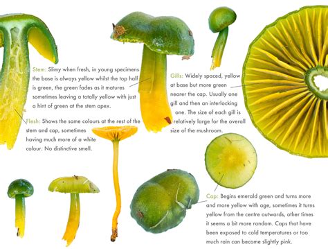 Parrot Waxcap Gliophorus Psittacinus Discover The Wild