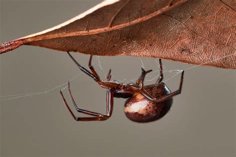 False Widow Spider Warning After Mammal Shock How To Spot Them And Do