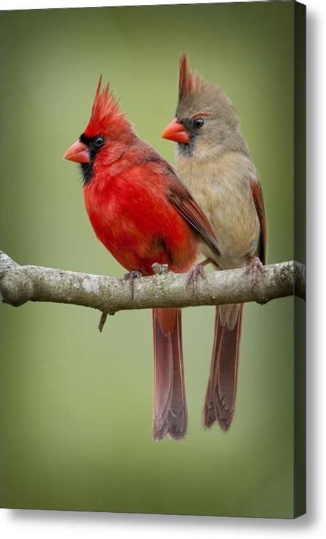 Mr And Mrs Northern Cardinal Acrylic Print By Bonnie Barry Pet