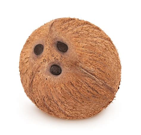 Single Coconut Isolated On A White Background Stock Photo Image Of