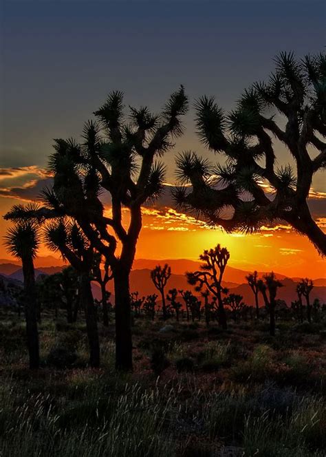 A Colorful Sunset In Joshua Tree By Dave Toussaint Beautiful