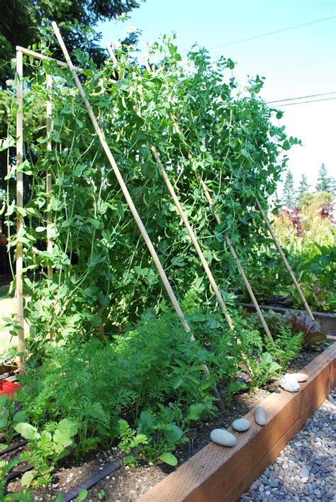 How To Grow Peas — Seattles Favorite Garden Store Since 1924