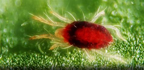 Are there many little red spiders crawling on the corner of your walls and around your home. Pest advice for controlling Red Spider Mites