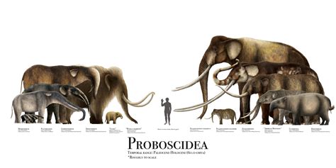 A Chart Featuring Woolly Mammoths And Other Proboscideans The Range Of
