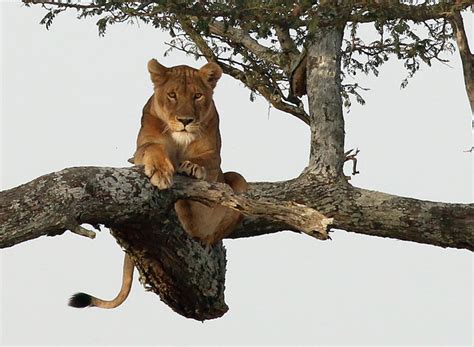 (it's coming home) three lions on a shirt (it's coming home, it's coming) jules rimet still gleaming (football's coming home it's coming home) thirty. The tree climbing lions of the Serengeti - Africa Geographic