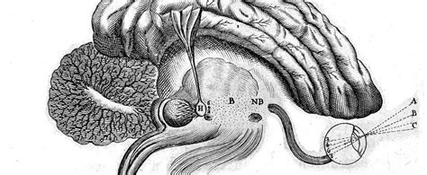 The Entire Function Of The Pineal Gland Human Brain Parts