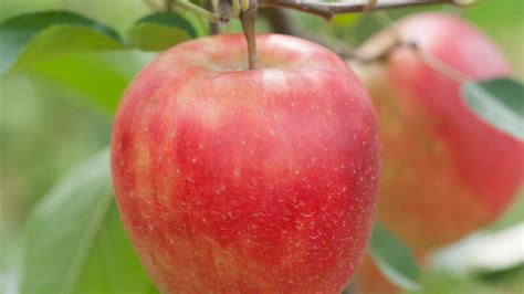 how to grow fruit trees sunset magazine