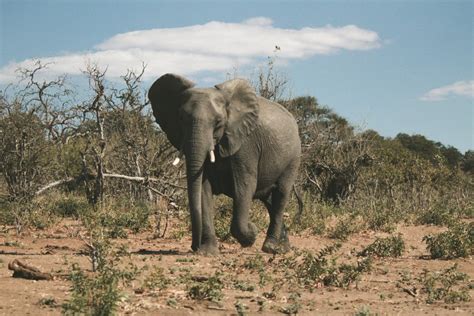 300 Elephants Found Dead In Botswana Since March New Straits Times Malaysia General Business