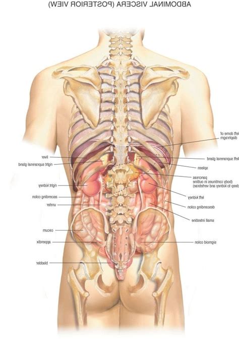 What are the organ systems of the human body? Pictures Of Kidney Location In Body | Anatomy organs