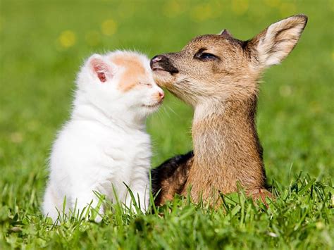 Cute Animal Friends Wallpapers Top Free Cute Animal Friends