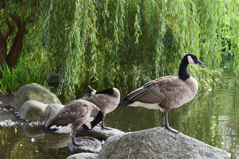 Canadian Geese At Their Moment Smithsonian Photo Contest