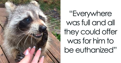 Women Save A Raccoons Life He Keeps Coming Back To Them After Three Years Bored Panda