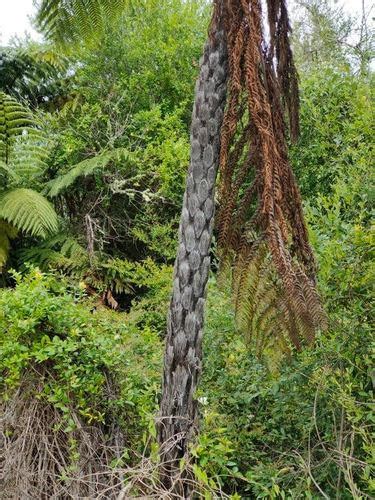 6 Mamaku Facts Common Black Tree Fern New Zealand Nature Guy