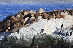 Seals in Beagle Channel, Ushuaia, Argentina Stock Photo - Image of ...