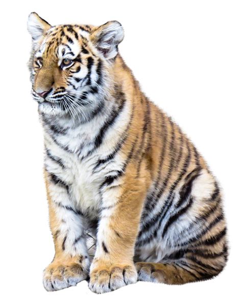 Tiger Png Image For Free Download