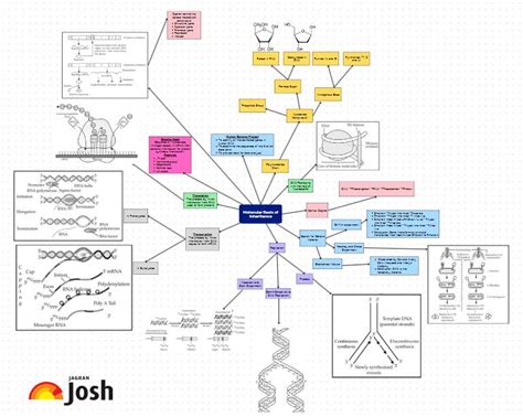 Cbse Molecular Basis Of Inheritance Class 12 Mind Map For Chapter 5 Of
