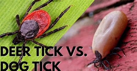 Deer Tick Vs Dog Tick Stop Ticks