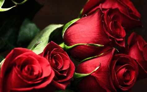 Red Roses Most Popular Rose Rose Wallpapers Beautiful