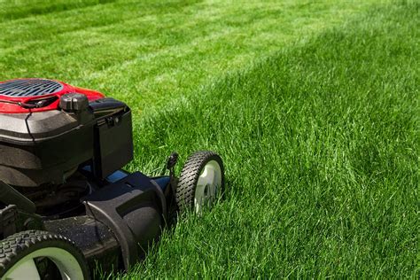 Summer Lawn Care And Scheduling Guide Trugreen