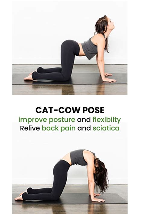 Cat Cow Pose Cow Pose Cat Cow Pose Yoga Mats Best