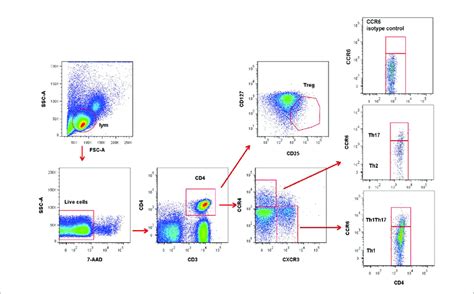 Representative Flow Cytometry Gating Strategy For Identification Of