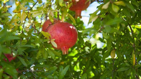 Sweet Pomegranate Tree Standard Potted Grow Organic